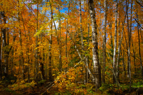 Fall Colors in Superior National Forest 1